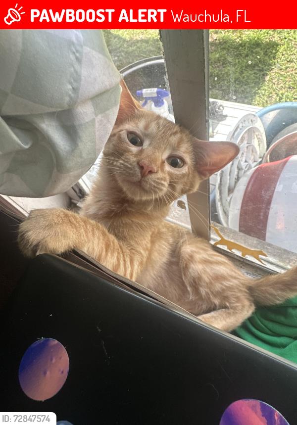 Lost Male Cat last seen S 11th Ave & Peace Dr Wauchula , Wauchula, FL 33873