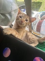 Lost Male Cat last seen S 11th Ave & Peace Dr Wauchula , Wauchula, FL 33873