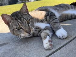 Found/Stray Unknown Cat last seen Cedar Ridge Drive , Winterville, NC 28590