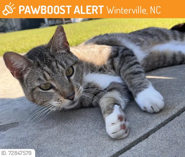 Found/Stray Unknown Cat last seen Cedar Ridge Drive , Winterville, NC 28590
