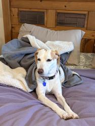 Lost Female Dog last seen Hyacinth Drive , Conway, SC 29526