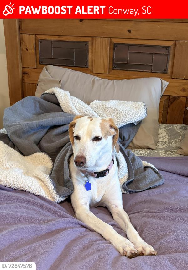 Lost Female Dog last seen Hyacinth Drive , Conway, SC 29526