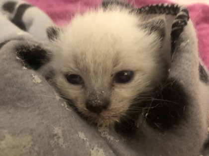 Shelter Stray Female Cat last seen Granite Bay, CA 95746, Sacramento, CA 95828