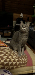 Lost Female Cat last seen Agail Place , Columbia, MD - Steven’s Forest area, Columbia, MD 21045