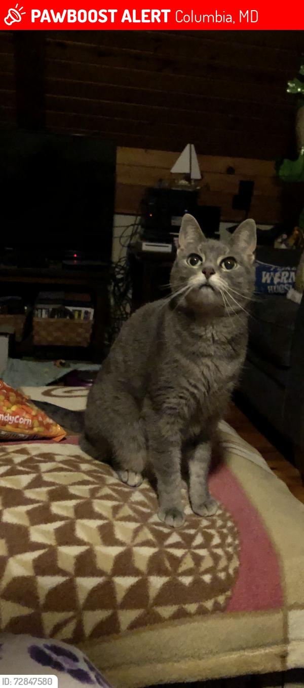 Lost Female Cat last seen Agail Place , Columbia, MD - Steven’s Forest area, Columbia, MD 21045