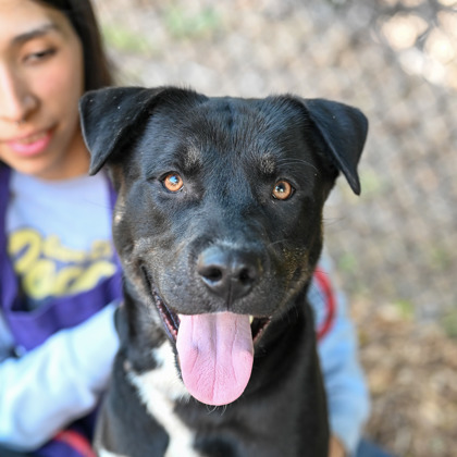 Shelter Stray Male Dog last seen Near Austin Drive, Decatur 30032, 30032, GA, Atlanta, GA 30341