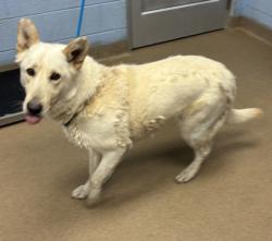 Shelter Stray Female Dog last seen Near Huxley rd Stone Mountain, 30088, 30088, GA, Atlanta, GA 30341