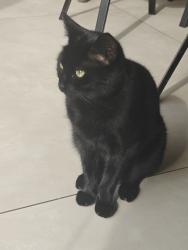 Lost Male Cat last seen Berkeley Road , Greater London, England N8 8HG