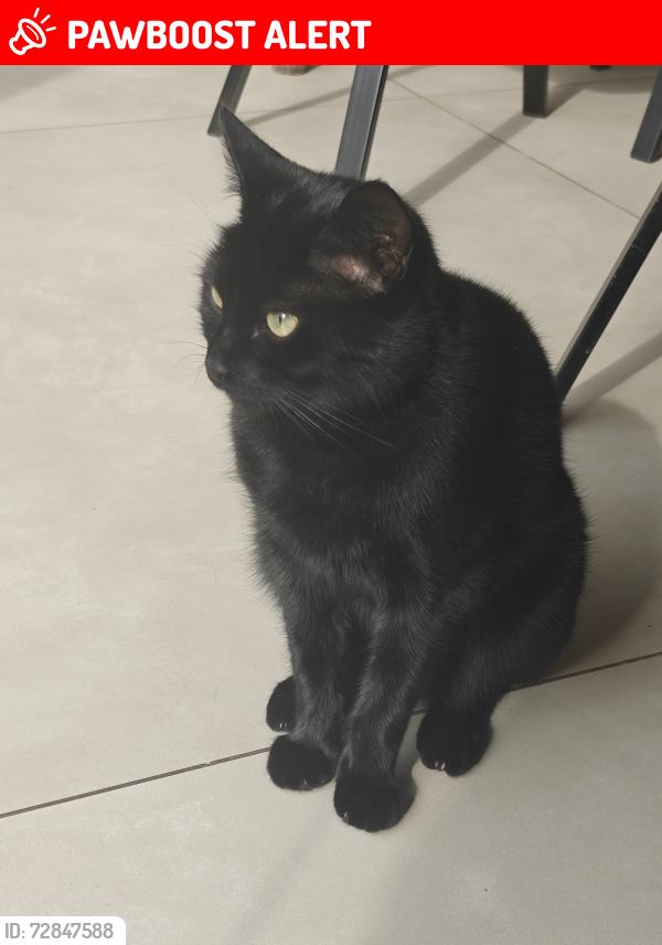 Lost Male Cat last seen Berkeley Road , Greater London, England N8 8HG