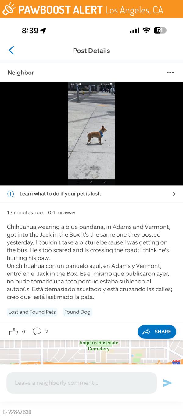 Found/Stray Male Dog last seen Vermont and adams, Los Angeles, CA 90007