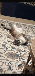 Lost Female Cat last seen Lake st , San Pablo, CA 94806
