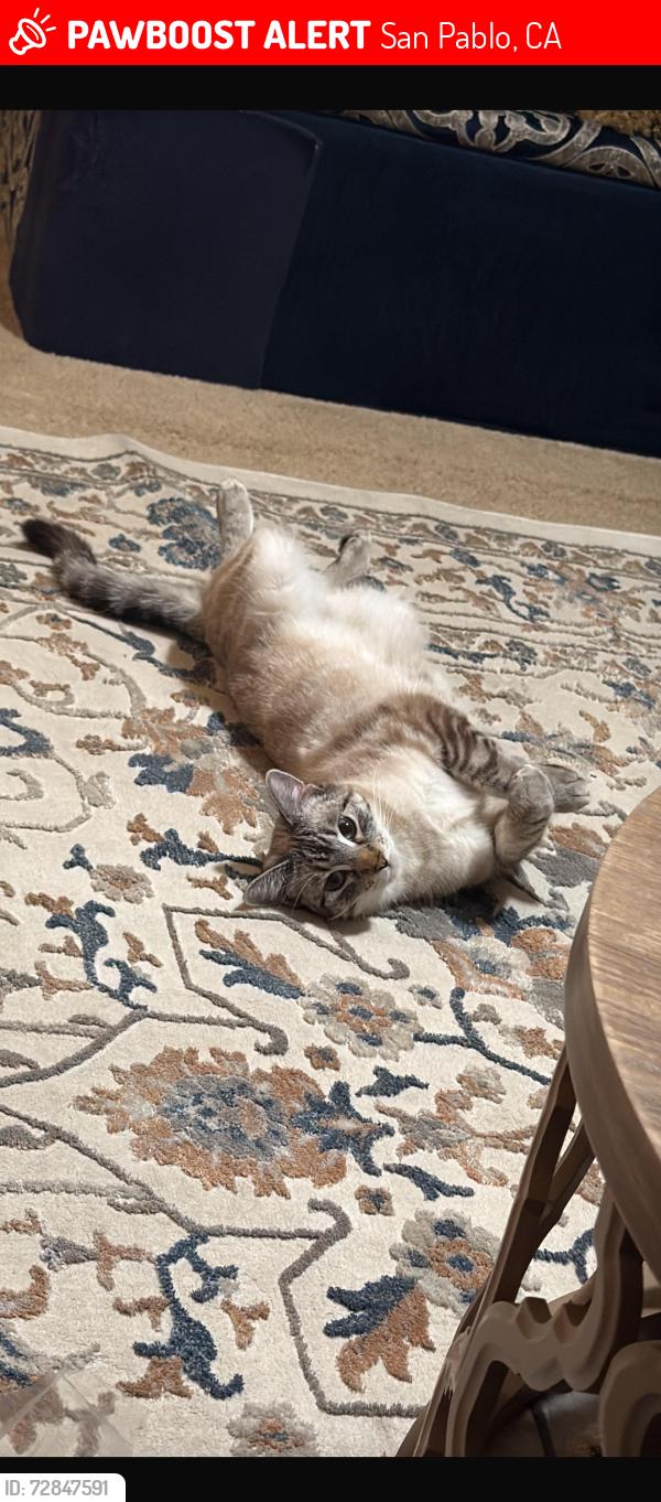 Lost Female Cat last seen Lake st , San Pablo, CA 94806