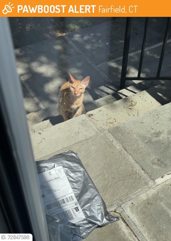 Found/Stray Unknown Cat last seen Dill Rd Fairfield University , Fairfield, CT 06824