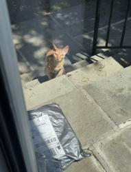 Found/Stray Unknown Cat last seen Dill Rd Fairfield University , Fairfield, CT 06824