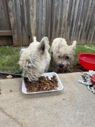 Found/Stray Male Dog last seen Pitcher bend and saxonhill, San Antonio, TX 78253