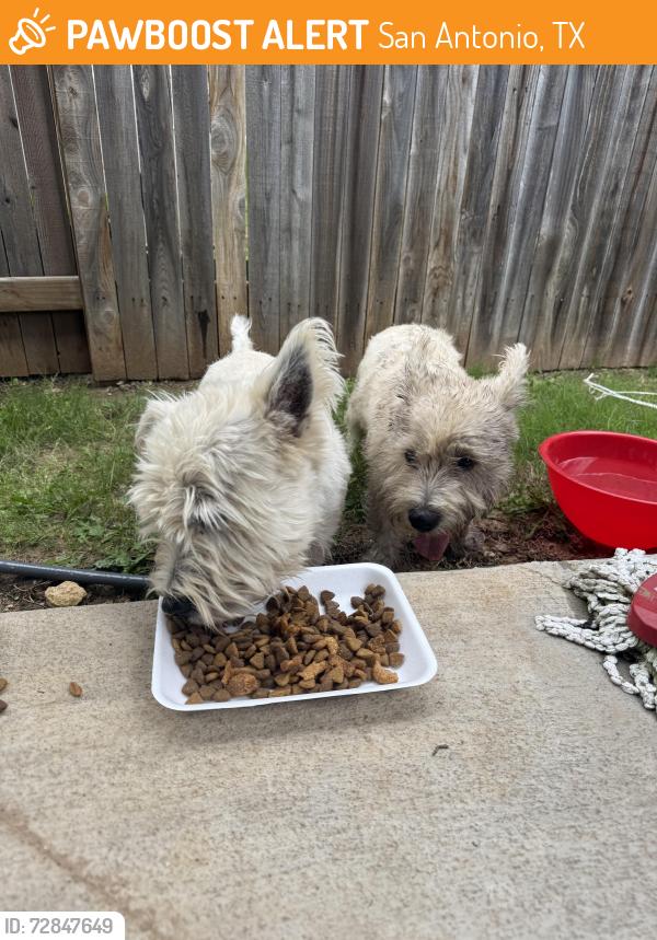 Found/Stray Male Dog last seen Pitcher bend and saxonhill, San Antonio, TX 78253