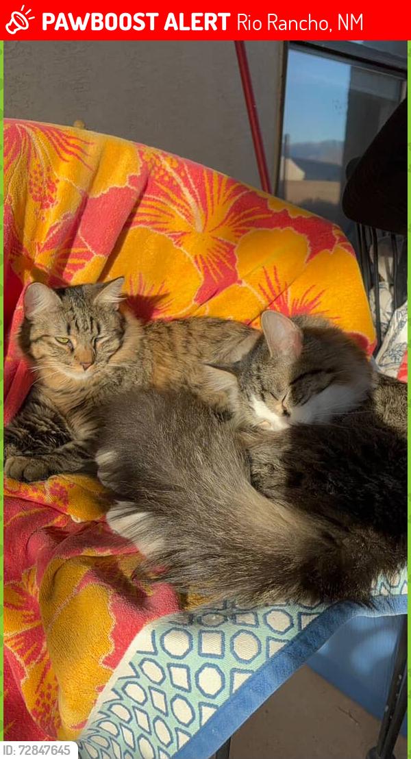 Lost Male Cat last seen Rio rancho fire an rescue station 7 , Rio Rancho, NM 87124