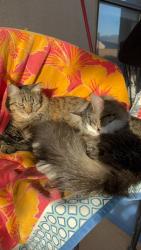 Lost Male Cat last seen Rio rancho fire an rescue station 7 , Rio Rancho, NM 87124