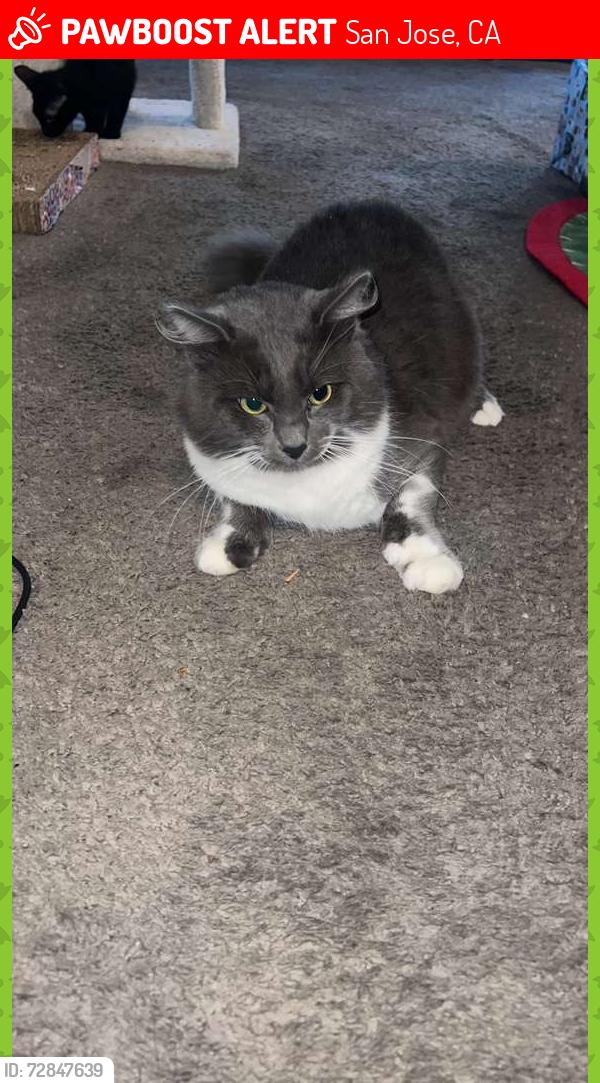 Lost Male Cat last seen Saratoga y boyton, San Jose, CA 95117