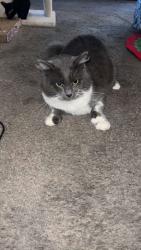 Lost Male Cat last seen Saratoga y boyton , San Jose, CA 95117