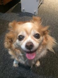 Lost Female Dog last seen Near Pahvant Street, Oceanside CA 92054, Oceanside, CA 92054