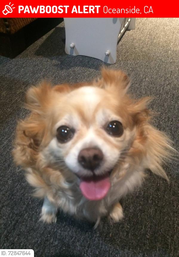 Lost Female Dog last seen Near Pahvant Street, Oceanside CA 92054, Oceanside, CA 92054