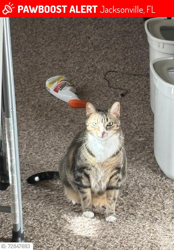Lost Male Cat last seen Vali, Jacksonville, FL 32259