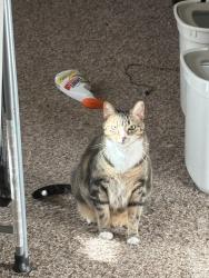 Lost Male Cat last seen Vali, Jacksonville, FL 32259