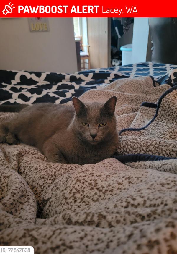 Lost Female Cat last seen Ruddell road and 54th avenue Lacey, Lacey, WA 98503