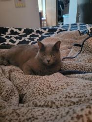 Lost Female Cat last seen Ruddell road and 54th avenue Lacey, Lacey, WA 98503