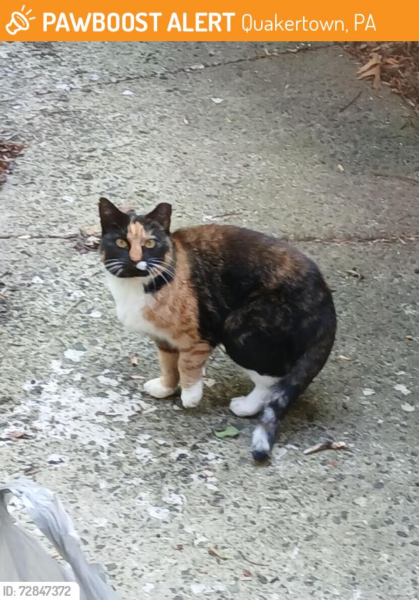 Found/Stray Unknown Cat last seen Cobbler Road , Quakertown, PA 18951