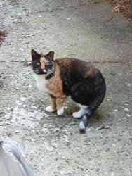 Found/Stray Unknown Cat last seen Cobbler Road , Quakertown, PA 18951