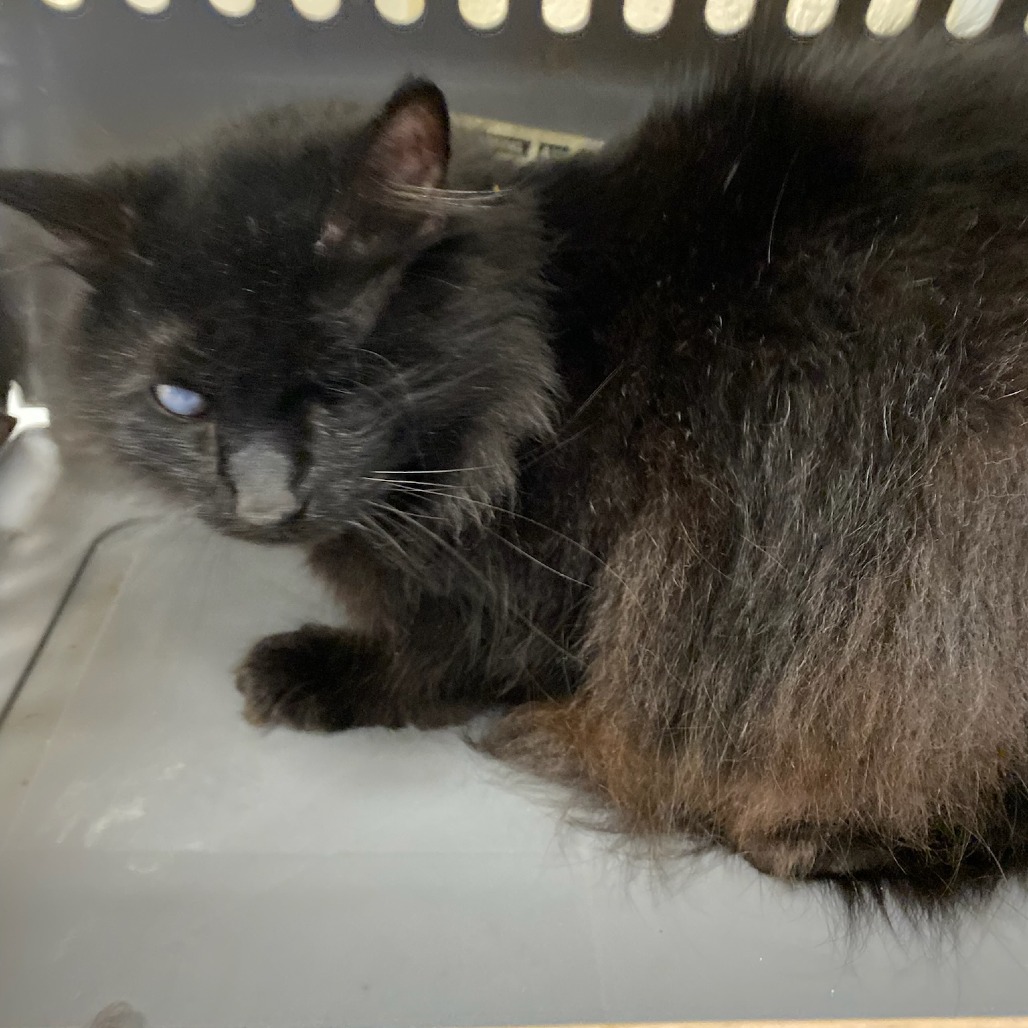 Shelter Stray Female Cat last seen , Memphis, TN 38133