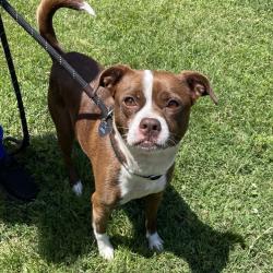 Shelter Stray Female Dog last seen , Greenville, SC 29609