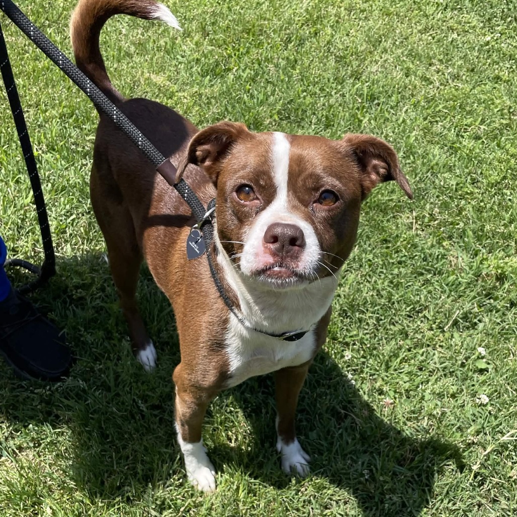 Shelter Stray Female Dog last seen , Greenville, SC 29609