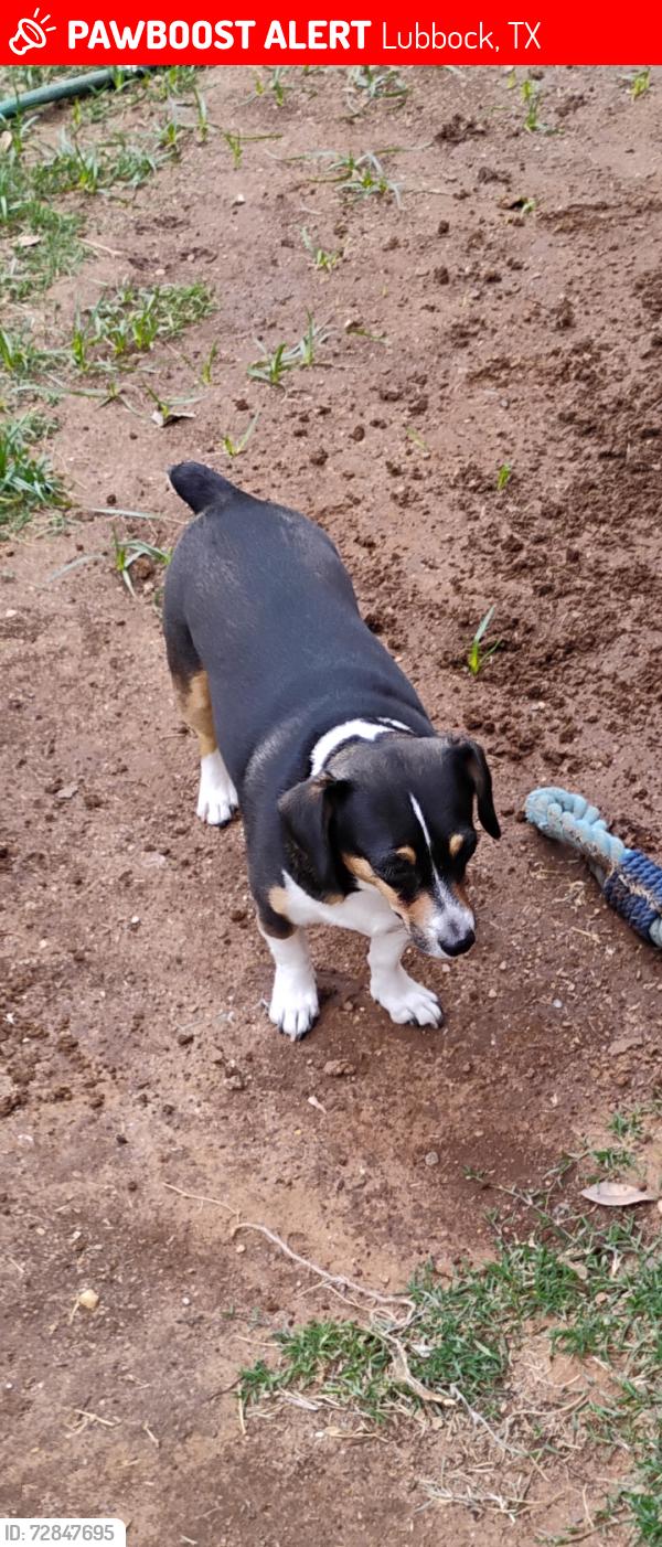 Lost Female Dog last seen 7th and Justice, Lubbock, TX 79416