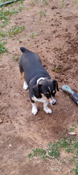 Lost Female Dog last seen 7th and Justice, Lubbock, TX 79416