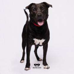 Shelter Stray Female Dog last seen , Tampa, FL 33607
