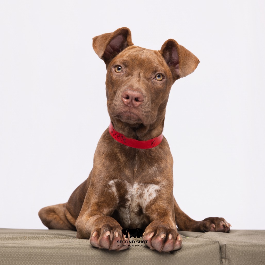 Shelter Stray Female Dog last seen , 3607 N Armenia Ave, Tampa, FL 33607, USA