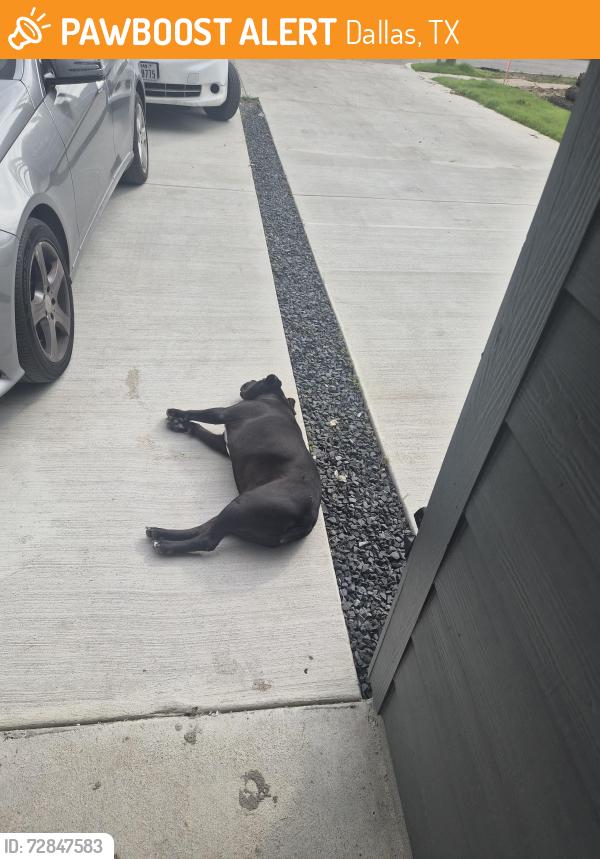 Found/Stray Male Dog last seen caldwell st Dallas, Dallas, TX 75223