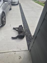 Found/Stray Male Dog last seen caldwell st Dallas, Dallas, TX 75223