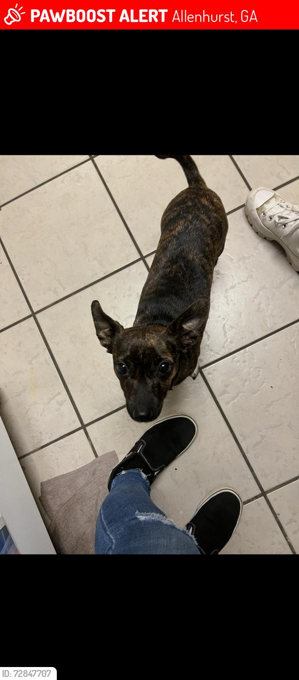 Lost Female Dog last seen E B cooper , Allenhurst, GA 31301
