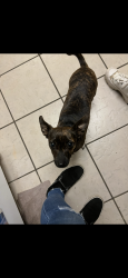 Lost Female Dog last seen E B cooper , Allenhurst, GA 31301