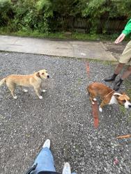 Found/Stray Female Dog last seen University of Memphis district, on graham st, Memphis, TN 38111
