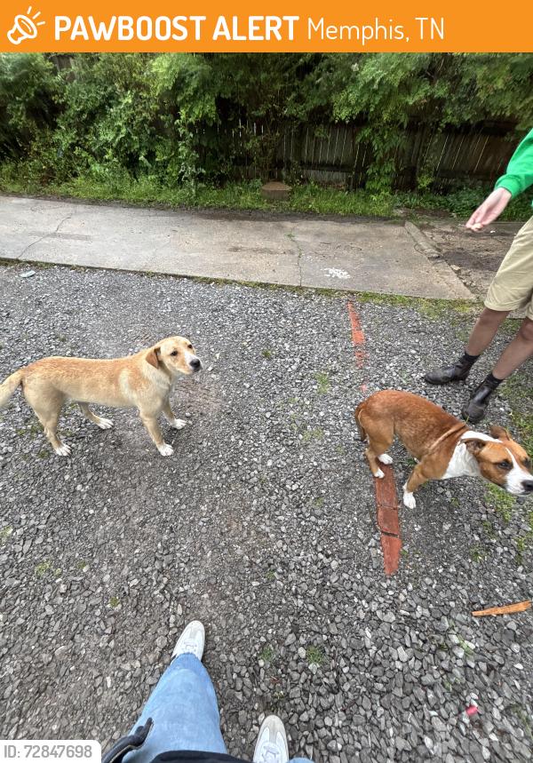Found/Stray Female Dog last seen University of Memphis district, on graham st, Memphis, TN 38111