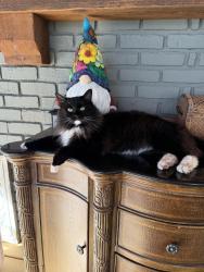 Lost Male Cat last seen Cheatham and old Stilesboro Road, Acworth, GA 30101