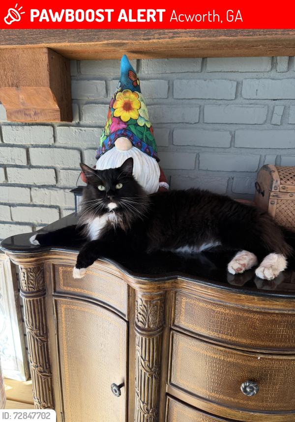 Lost Male Cat last seen Cheatham and old Stilesboro Road, Acworth, GA 30101