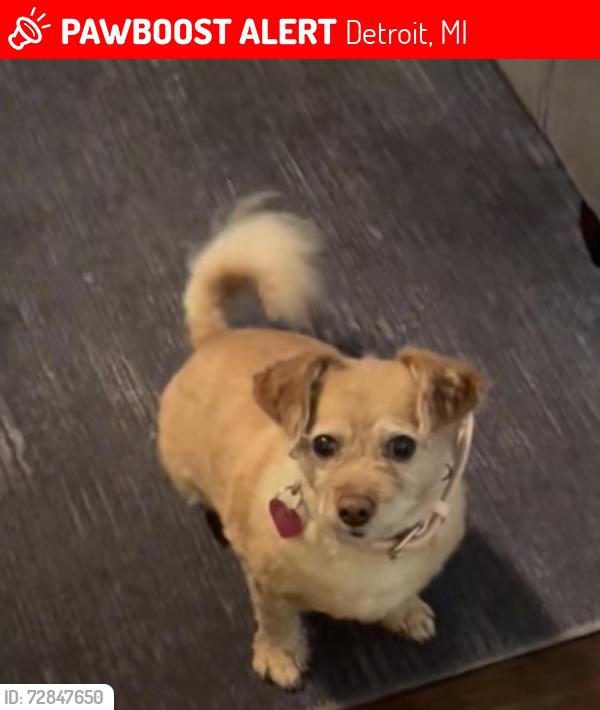 Lost Female Dog last seen 7 mile and Greenfield , Detroit, MI 48203