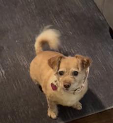 Lost Female Dog last seen 7 mile and Greenfield , Detroit, MI 48203