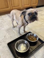 Lost Female Dog last seen Institute rd and Beechmont , Worcester, MA 01609